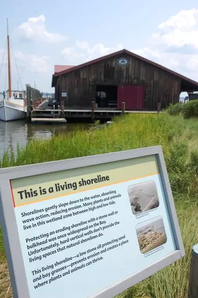 "This is a Living Shoreline" interpretive sign