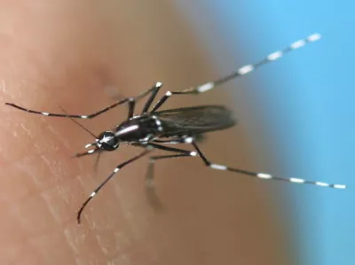 image of a mosquito sitting on human skin